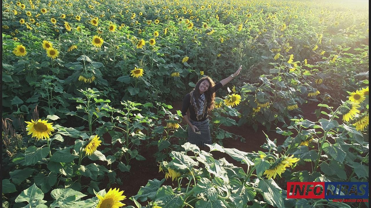 Girasol em Campo Grande MS
