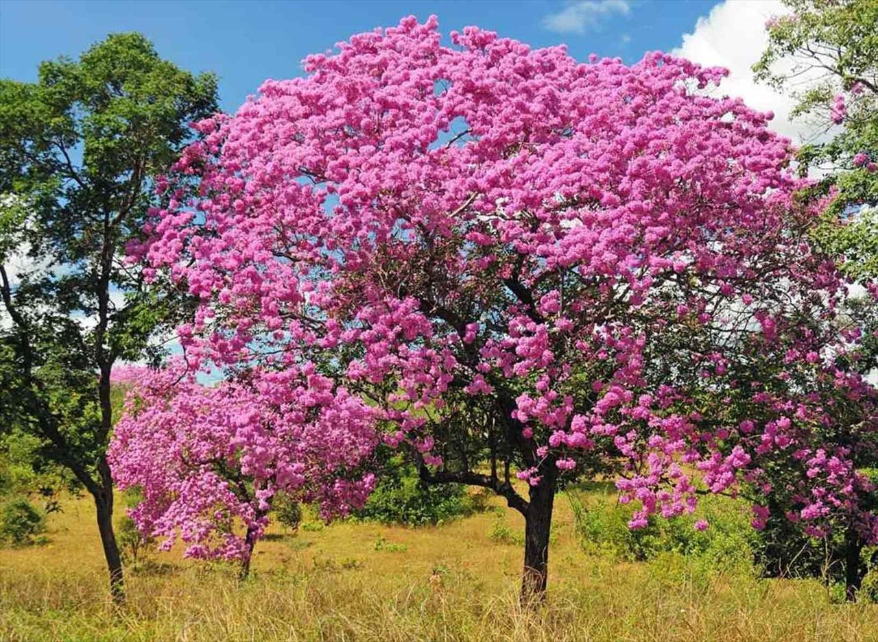 Muda ipê Rosa