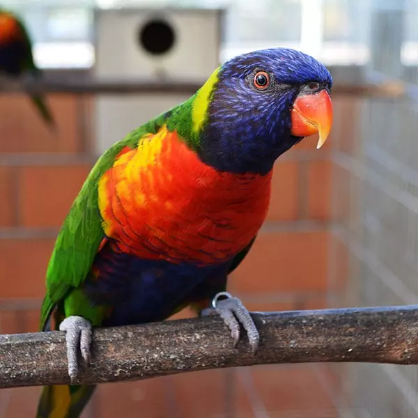 GCM prende homem por tráfico de drogas e encontra ave exótica em cativeiro em Monte Mor