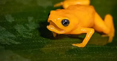 Nova espécie de sapo brasileiro é batizada em homenagem ao presidente Lula