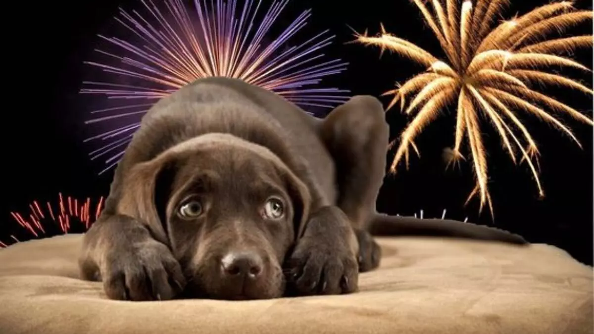 Soltura de fogos de artifício é proibida em Itapetininga e multa pode chegar a R$ 10 mil; veja como proteger seu pet