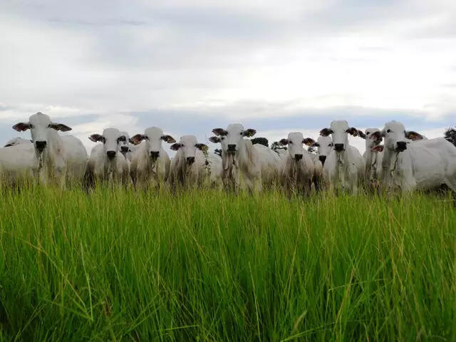 MS salta de 5º para 3º maior exportador de carne, mostra Rally da Pecuária