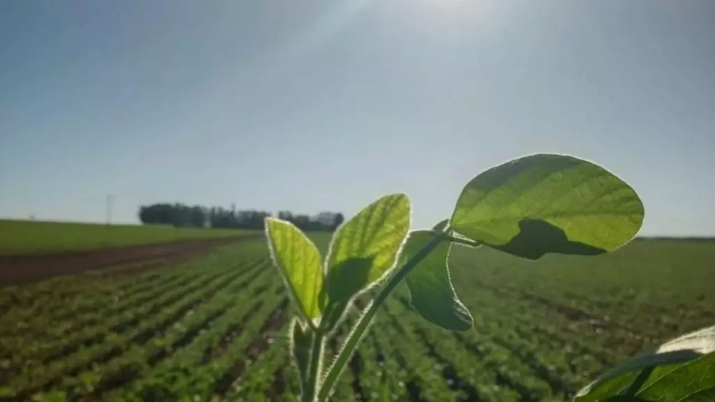 Produção agrícola de MS para 2023 está estimada em 70 milhões de toneladas