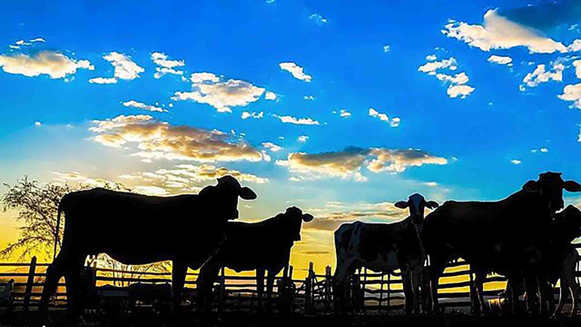 Preço do boi no pasto recua, mas consumidor sente pouca diferença
