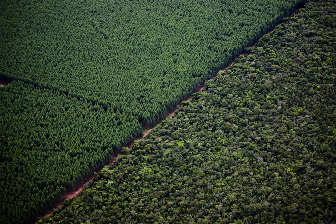 Florestas de Mato Grosso do Sul superam 1,1 milhão de hectares