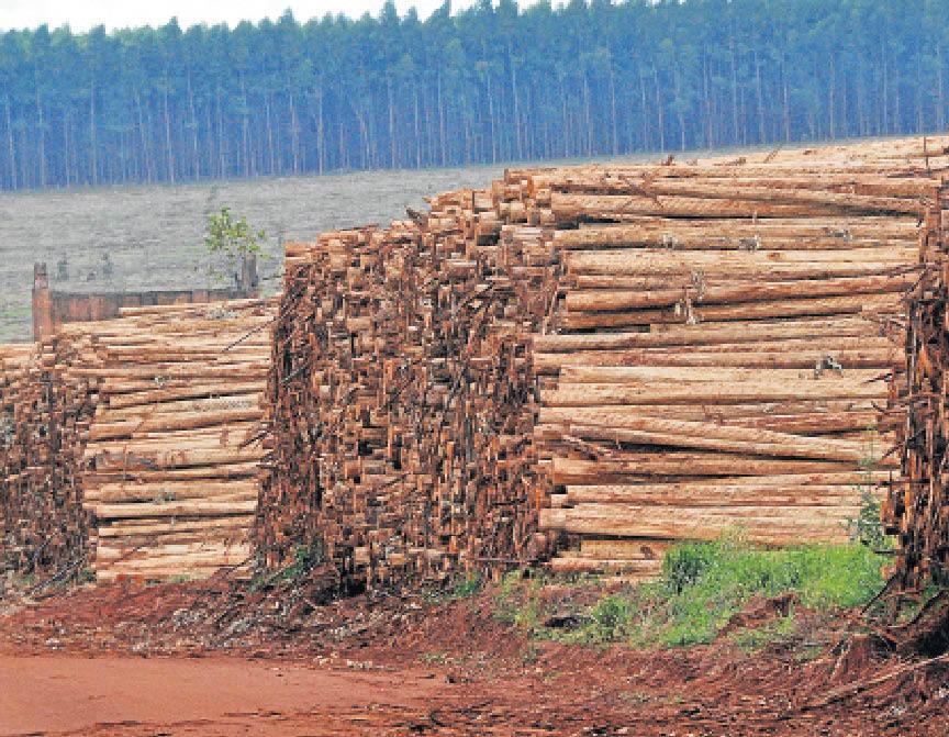 Licença de instalação da fábrica de celulose em Ribas é anunciada na CBN Agro