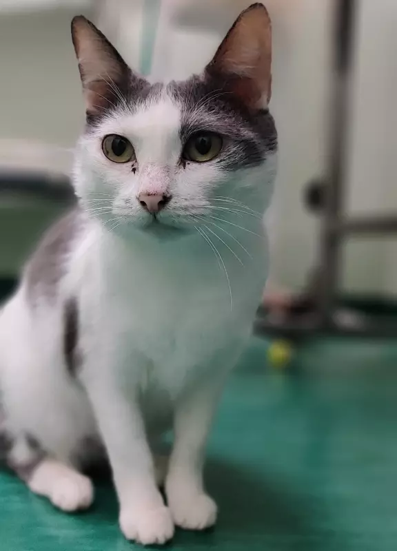 Bem Estar Animal alerta para câncer de mama em cães e gatos