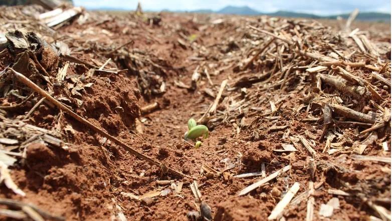 Plantio de soja na Argentina atinge 30% da área, diz Bolsa de Cereais