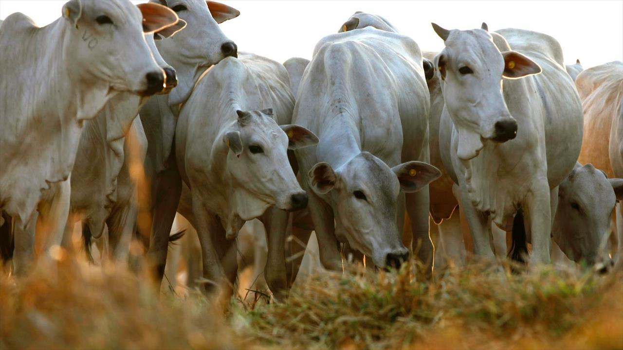 Arroba bovina caiu 5% em janeiro, diz agricultura brasileira