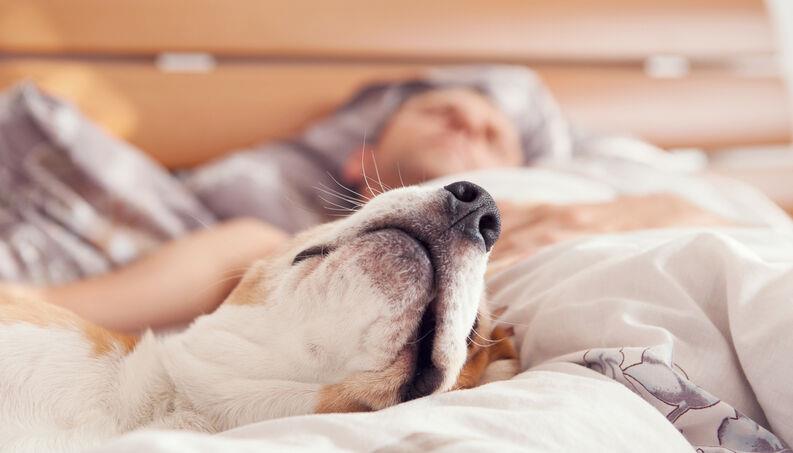 Mulher flagra namorado fazendo sexo com próprio cachorro em quarto