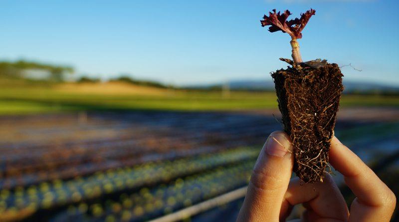 MS gera mais de 2 mil novos empregos na agropecuária em 2019