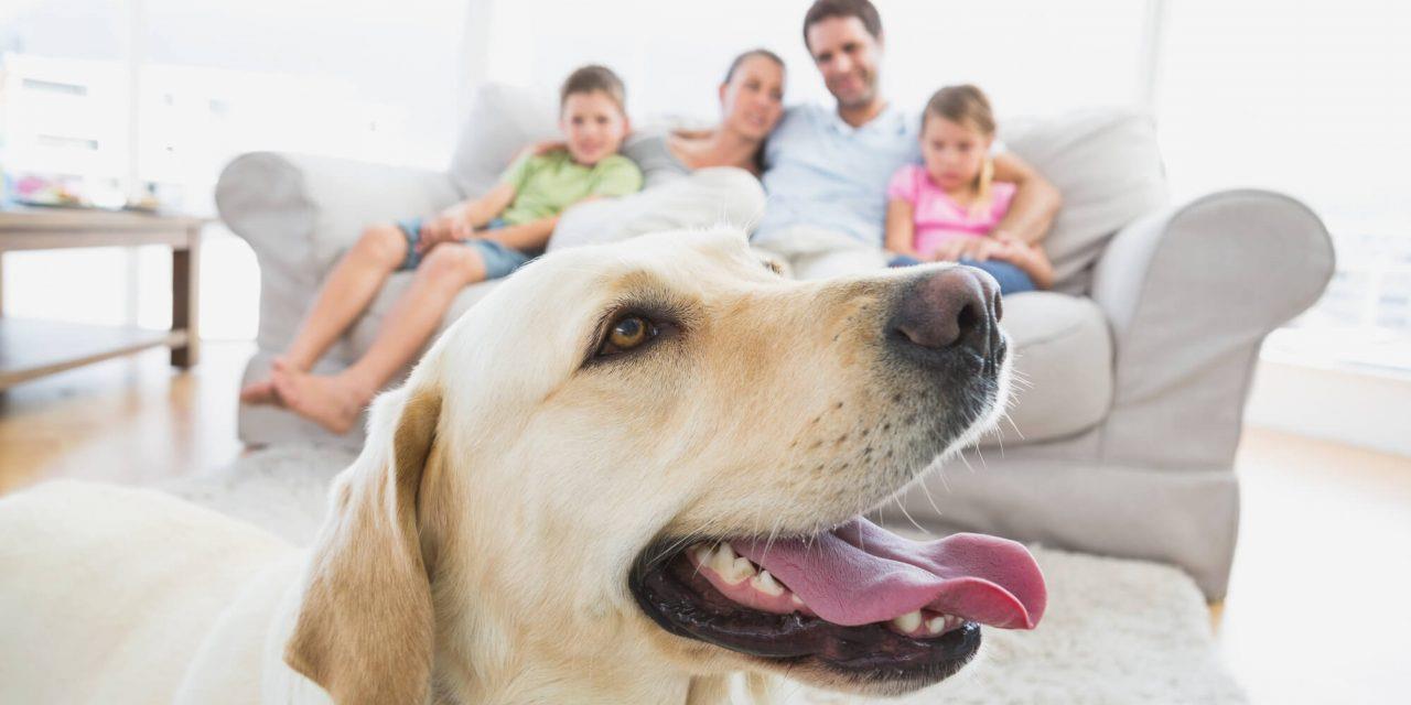 Quer adotar um animalzinho mas vive em apartamento ? Siga essas dicas e encontre o pet perfeito