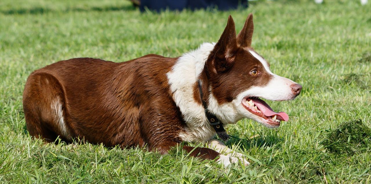 Curiosidades sobre raças: Border Collie