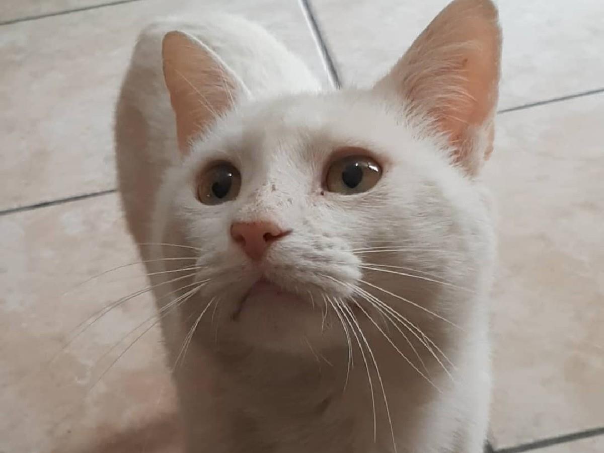 Vídeo de gato pedindo petiscos conquista a todos na internet