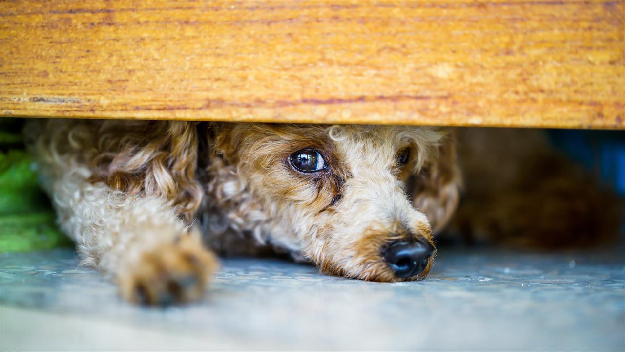 Ansiedade em cães : um problema comum e grave