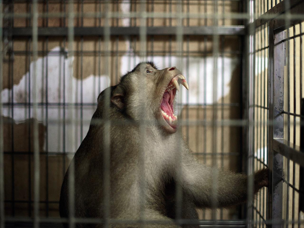 Cientistas são investigados por viciar macacas grávidas com nicotina e álcool nos Estados Unidos