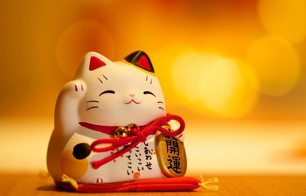 Saiba tudo sobre a raça de gato Bobtail Japonês