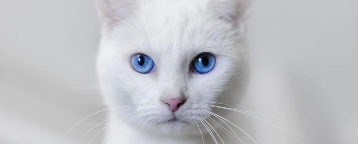 Curiosidade no Mundo Pet: gatos brancos e surdez congênita