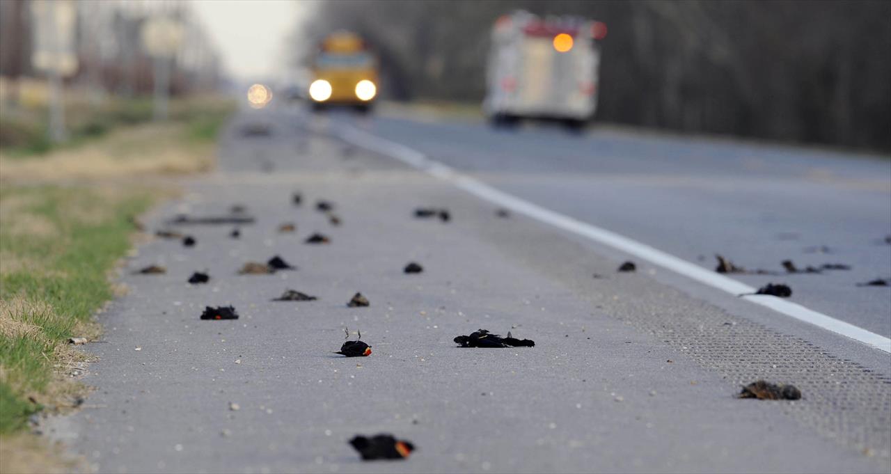 Milhares de pássaros caem mortos do céu nos Estados Unidos