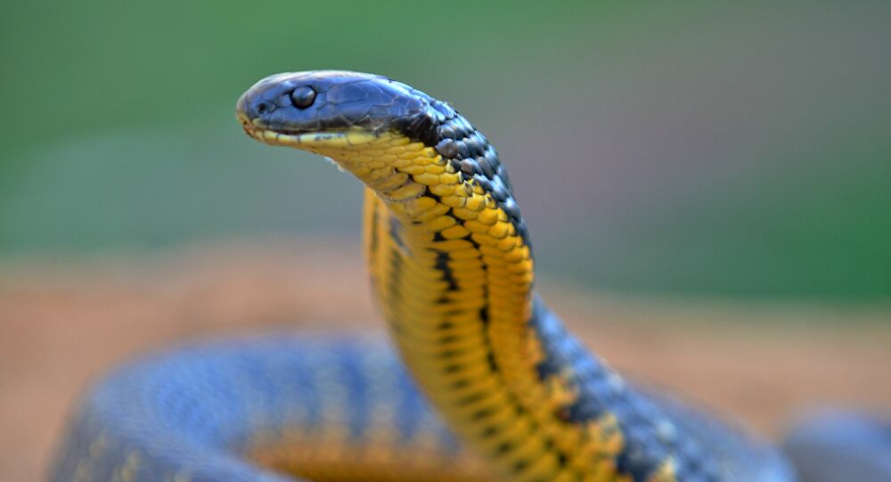 Jovem picado 8 vezes pela mesma cobra em um mês na Índia, afirma que é perseguido pelo animal