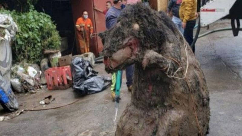 Ratazana gigante alegórica é retirada de esgoto no México e assusta moradores