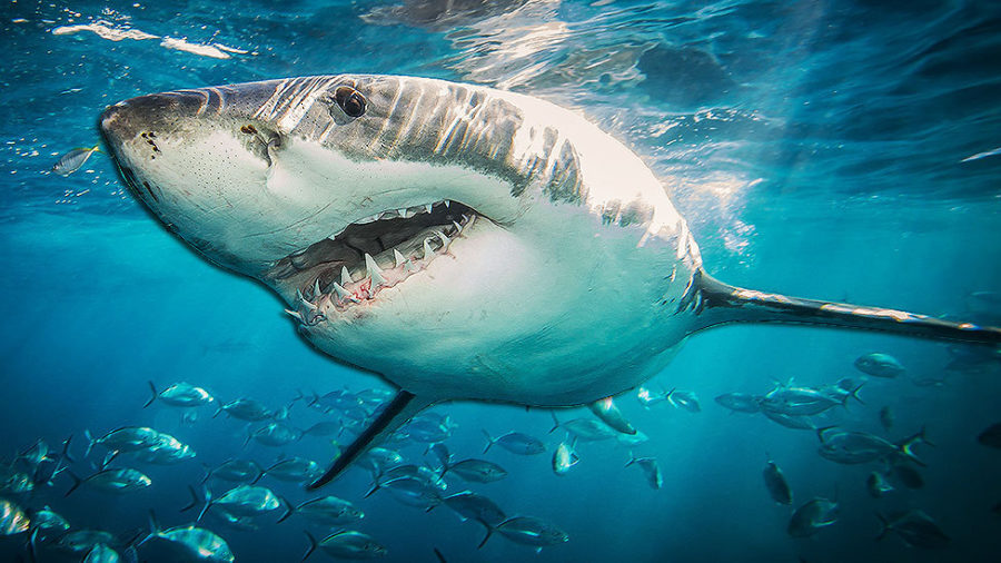 Empresa britânica pretende matar cerca de 500 mil tubarões para produzir vacinas contra Covid-19