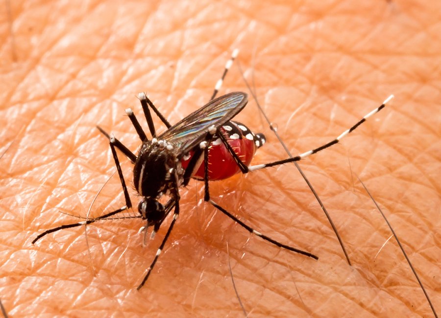 Dengue se alastra pela região sul do Brasil, alertam especialistas
