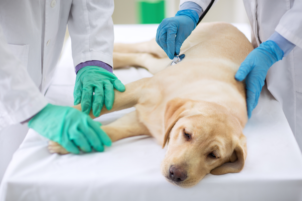 Cientistas americanos descobrem técnica que usa Inteligência Artificial para prever leptospirose em cães