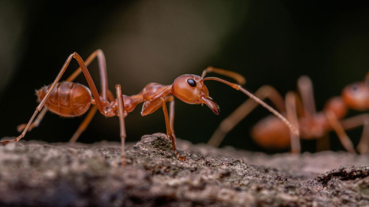 Cientistas treinam formigas para detectar câncer de mama em humanos