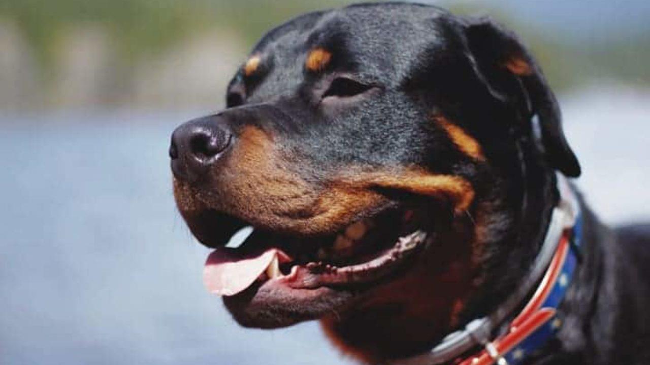 Rottweiler pula de carro em movimento e ataca mulher que passeava com filho (VEJA O VÍDEO)