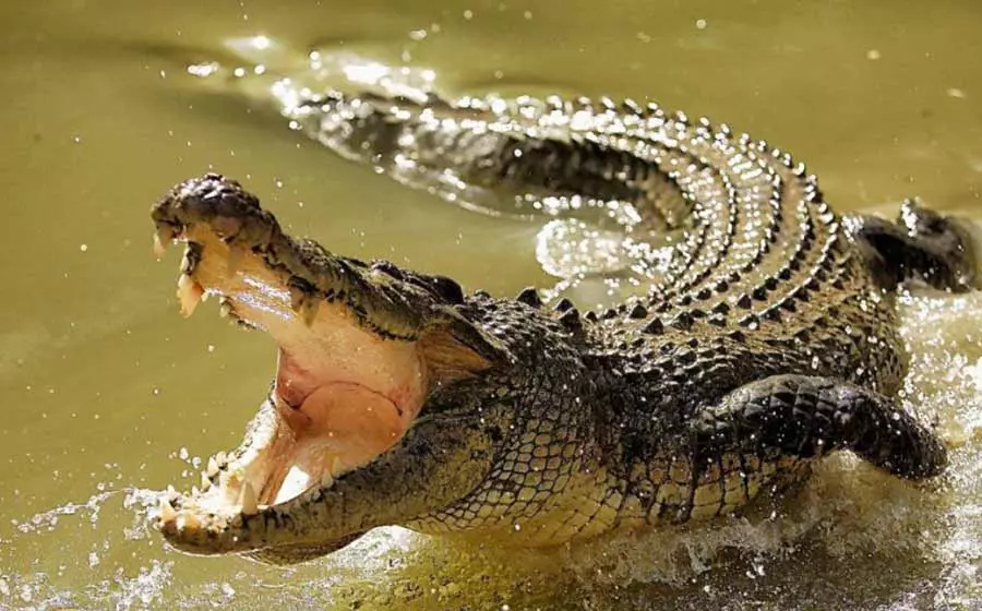 Homem usa frigideira em briga com crocodilo; veja o vídeo!