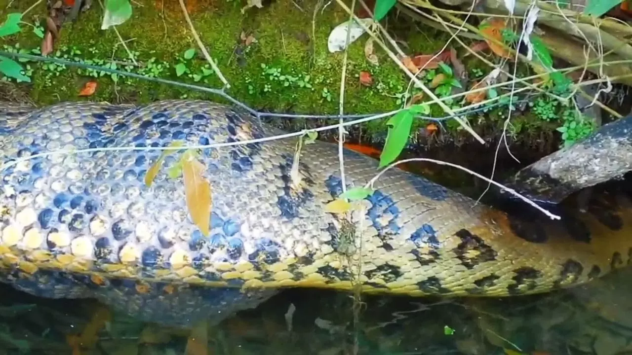 Flagrante: pescador fica perplexo com tamanho absurdo de sucuri, “Gente do céu!! Que coisa mais linda!”
