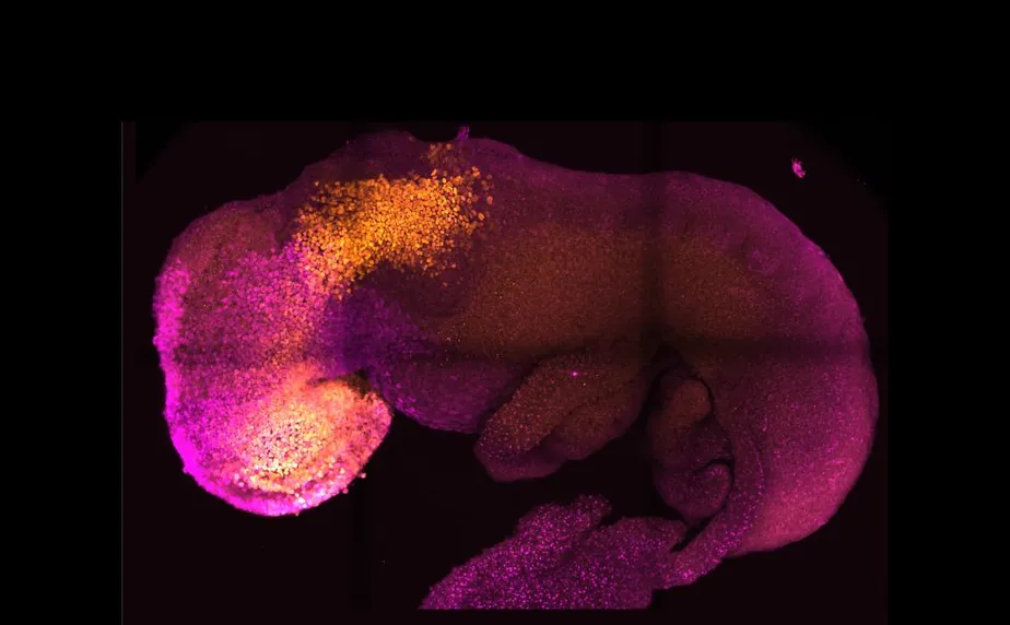 Após 10 anos de pesquisa, cientistas do Reino Unido criam embrião sintético de camundongo, sem esperma ou óvulo