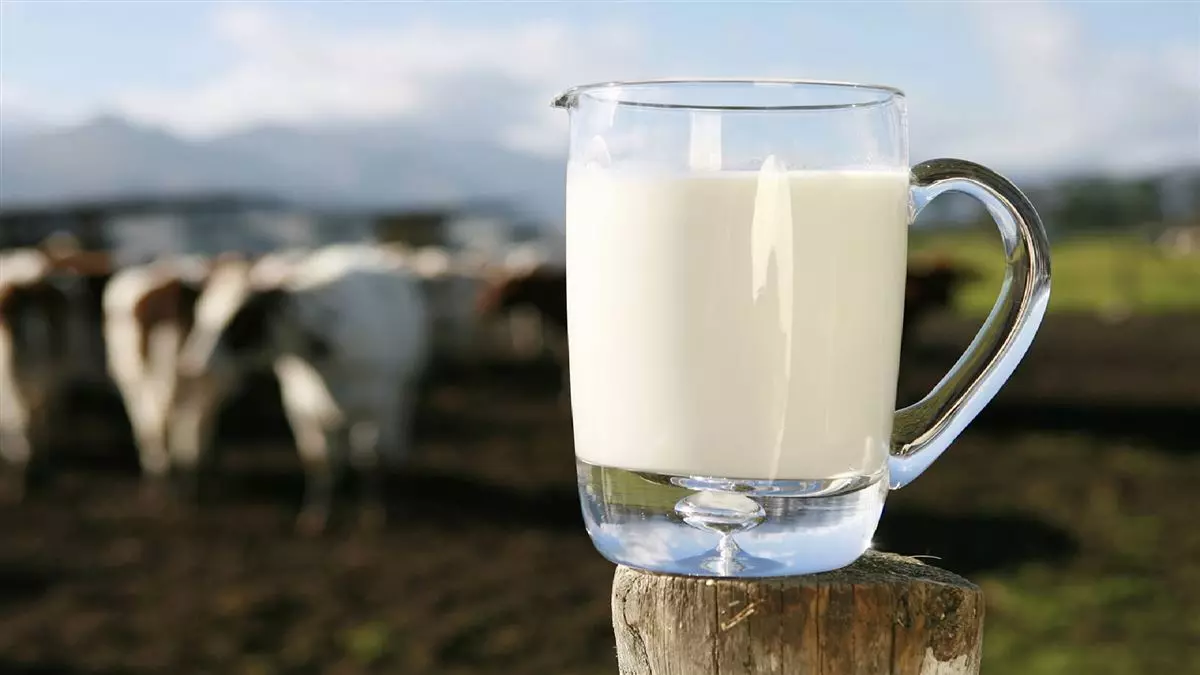 Protestos e manifestações causam desperdício de 500 mil litros de leite por dia e já começa afetar economia do país
