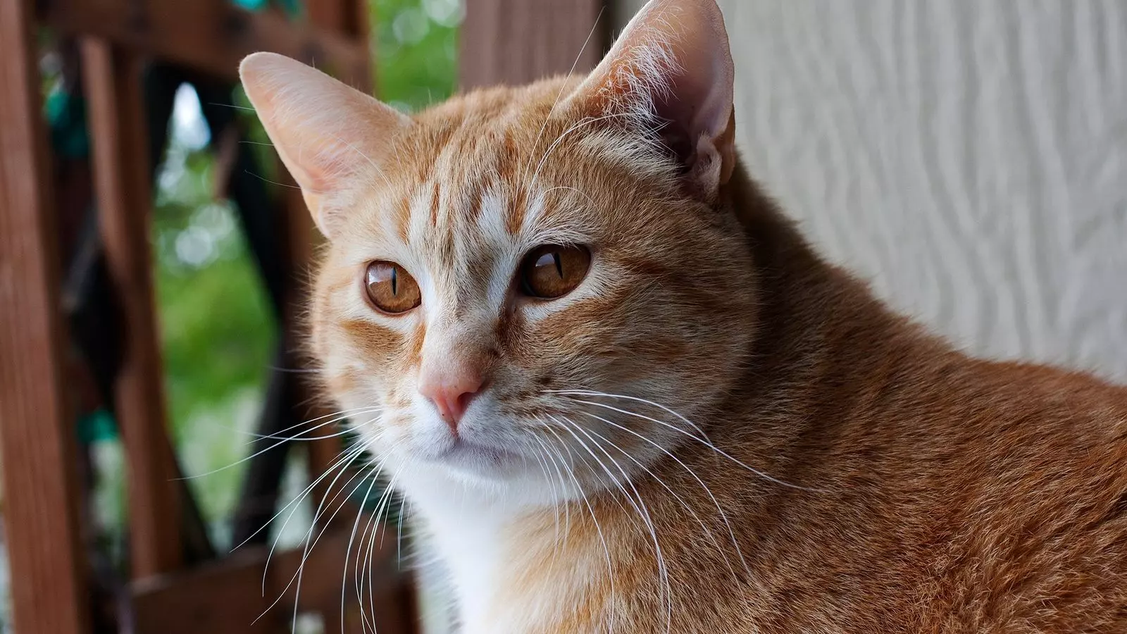 Cuidado! Descubra o que significa sonhar com gato
