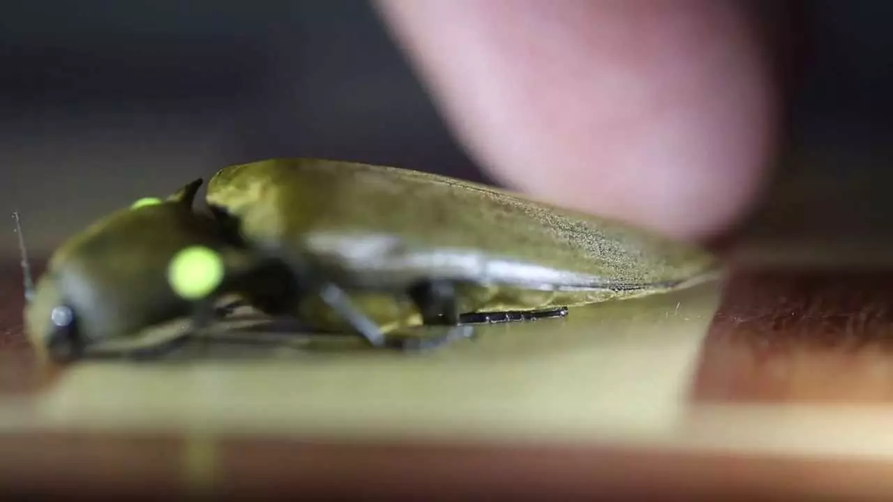 Doença transmitida por besouro deixa o olho verde e 