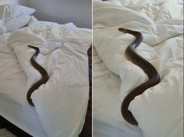 Mulher acha cobra de mais de 1,8 metro em cima da cama ao trocar lençóis