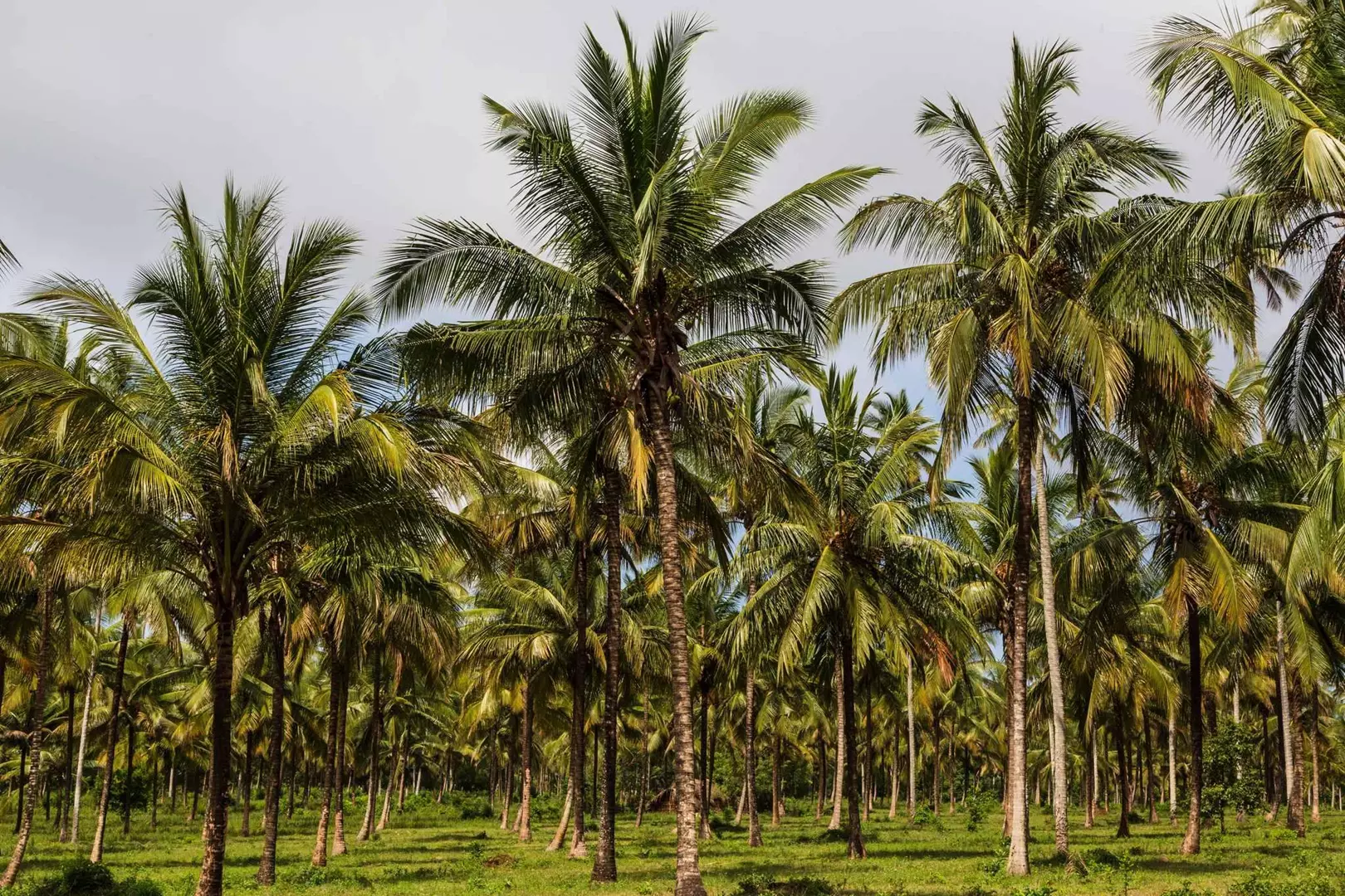 Água de coco: conheça principais benefícios e como consumir