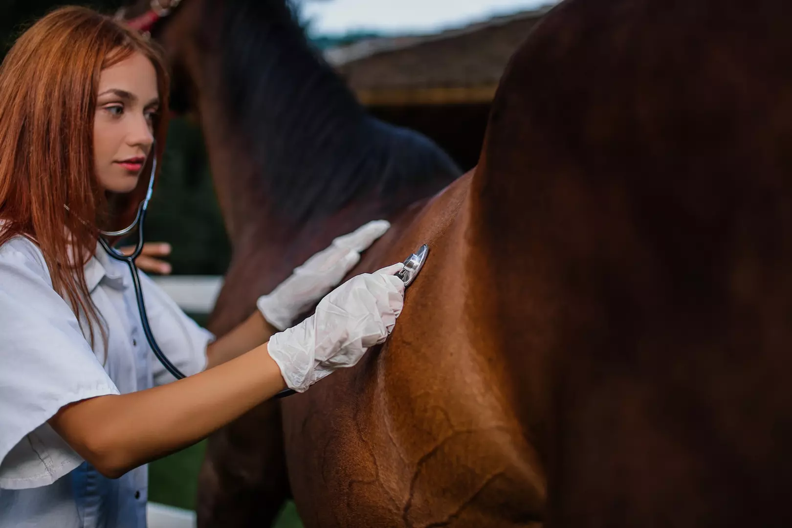 Florianópolis recebe grandes nomes da medicina veterinária
