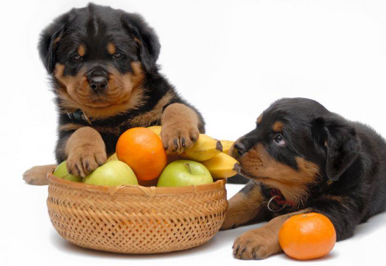 Saiba quais frutas seu Pet pode ou não pode comer