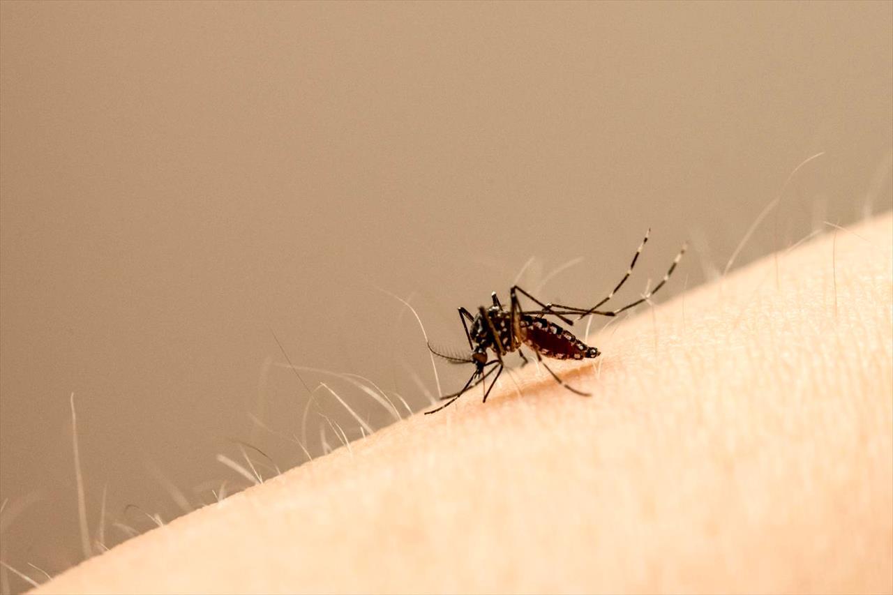 Em 2 dias, mobilização contra o Aedes recolheu mais de 3 toneladas de materiais inservíveis