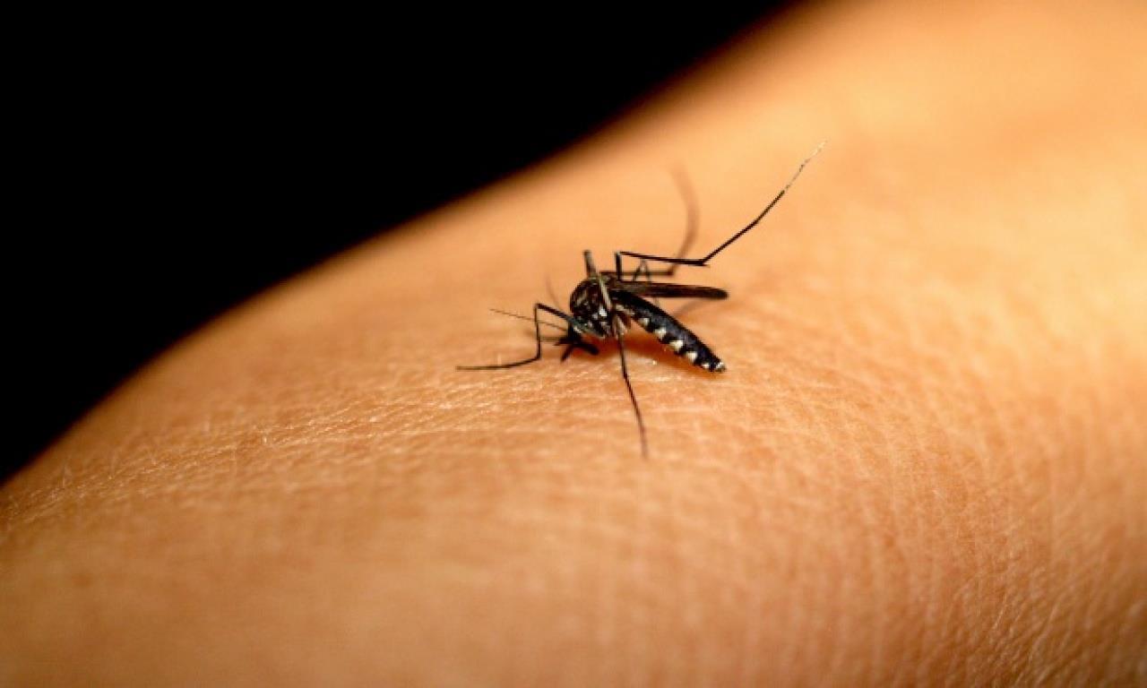 Dengue mata 9 em MS, quase 8 mil pessoas foram confirmadas com a doença no estado em 2019