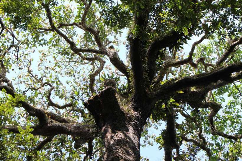 Índios domesticavam plantas antes da chegada dos europeus ao Brasil, segundo estudo de Cientistas