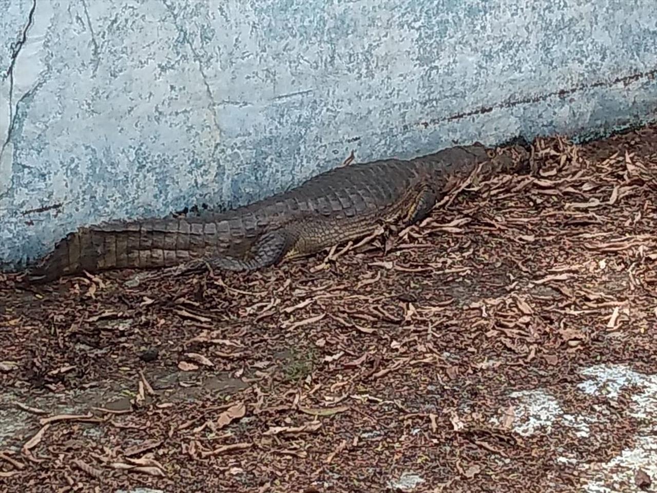 Jacaré de 2 metros é encontrado em piscina vazia de pousada após temporal no Pantanal de MS