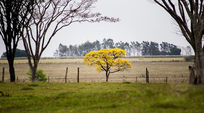 Chuva diminui nesta segunda-feira, mas temperaturas continuam amenas