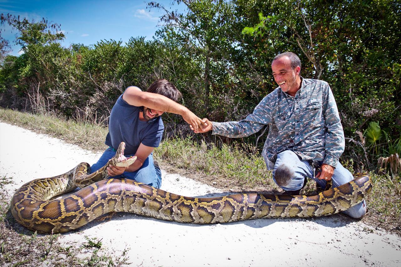 Cobra píton de 5,2 metros é capturada na Flórida