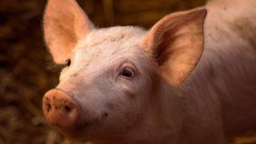 Cientistas americanos conseguem reativar cérebros de porcos quatro horas após terem sido abatidos