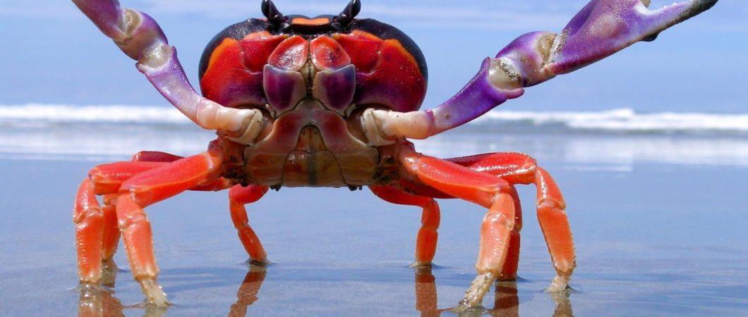 Mudanças climáticas podem cegar caranguejos e lulas