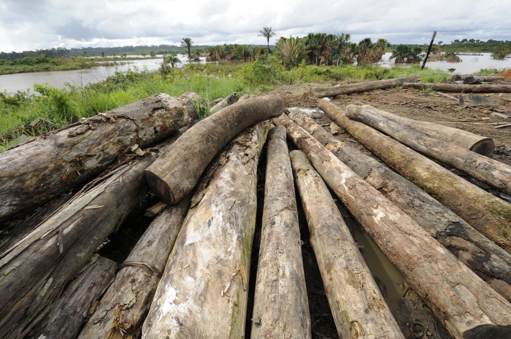 Desmatamento acelera em 5 meses de governo Bolsonaro