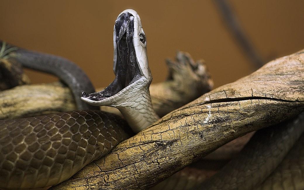 Mamba-negra de 2 metros é capturada no Reino Unido (VÍDEO)